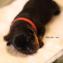 Rottweiler Puppies from Vom Hause Alistair