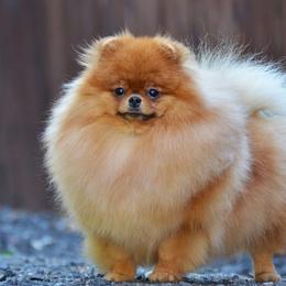 Athena - Pomeranian