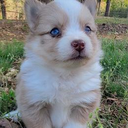 Red merle female 2 - Merle female Pomsky puppy in Gladstone, Virginia from Rustic Charms Miniature Huskys