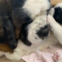 Saint Bernard Puppies from Avant-Gard Saint Bernards