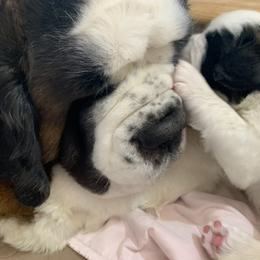 Saint Bernard Puppies from Avant-Gard Saint Bernards