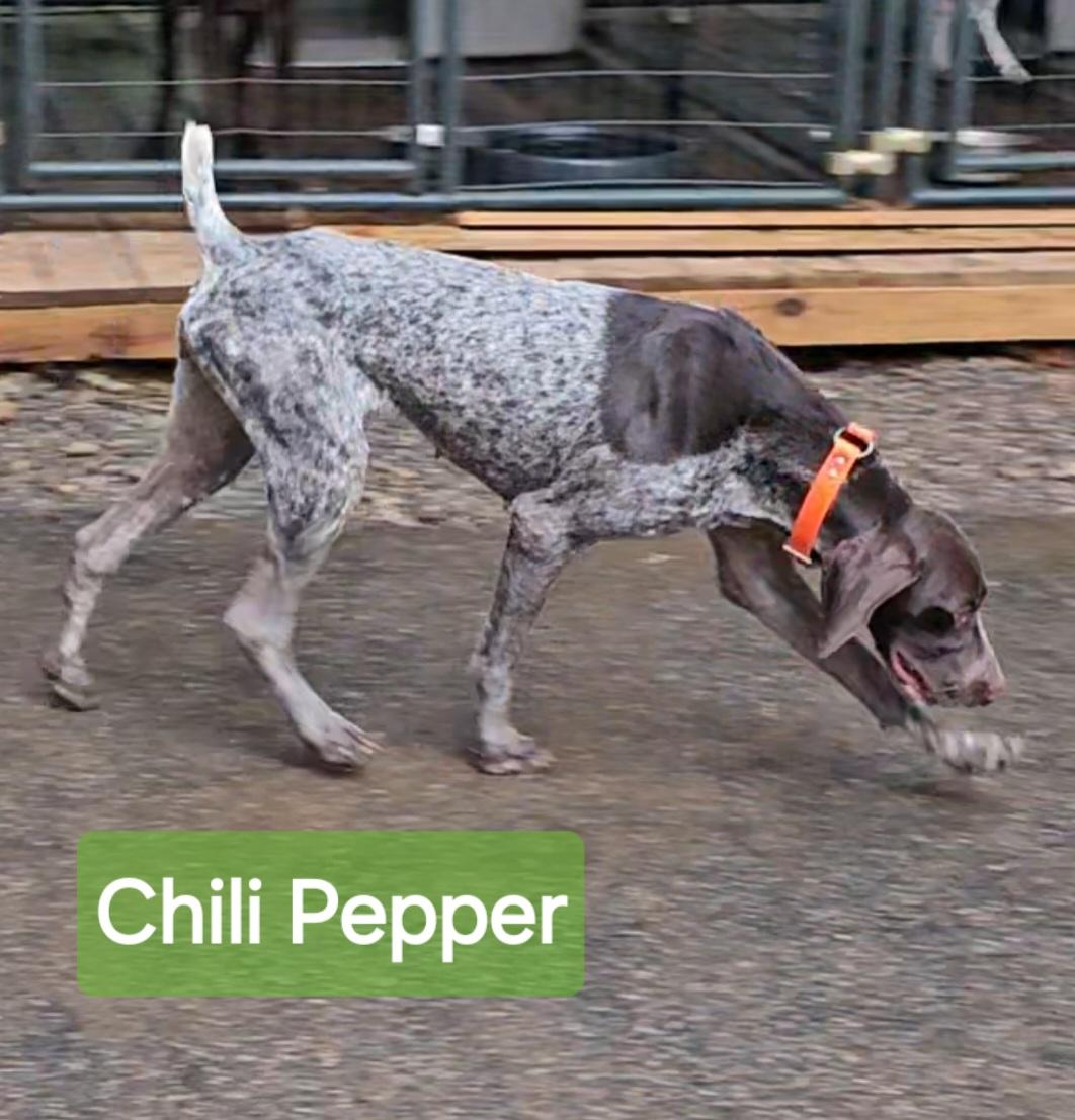 Chili