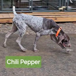 Chili - German Shorthaired Pointer