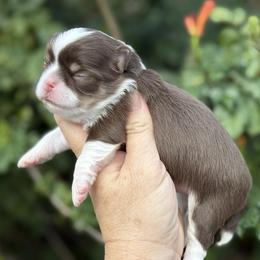 Chihuahua puppies from Exotic City Pomeranians and chihuahuas