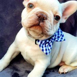 French Bulldogs from Wolf Creek