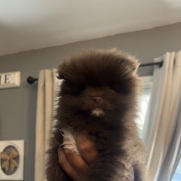 Pomeranian Puppies from Exotic_fresita_poms