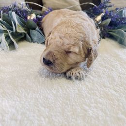 Bernedoodle and Labradoodle Puppies from Royal Doodles