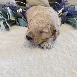 Bernedoodle and Labradoodle Puppies from Royal Doodles