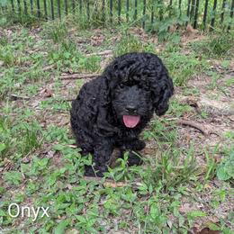 Onyx - Black male Cockapoo puppy in Sunset, Louisiana from Cano Cockapoos