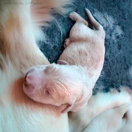 Girl Reservation 7 - Golden female Golden Retriever puppy in Murfreesboro, Tennessee from ATW Retrievers