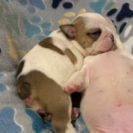 Penny - Purple - Fawn and white female Bulldog puppy in Krum, Texas from K & K Little Blessings