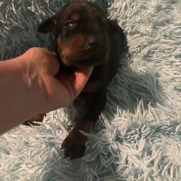 Boy 4 - Black and rust male Doberman Pinscher puppy in Centralia, Missouri from TopSpots Farm