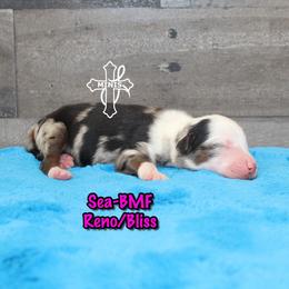 Sea - Blue merle female Miniature American Shepherd puppy in Elgin, Oregon from Cross L Miniature American Shepherds