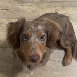 Levi - Dachshund
