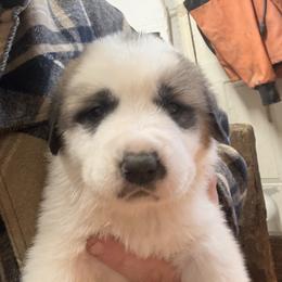 Great Pyrenees, Mastiff, and Pug Puppies from Pam’s Perfect Pugs & MasPyrs
