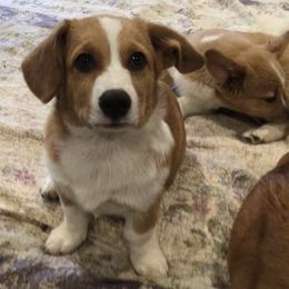 Pembroke Welsh Corgi Puppies from Redwood Corgis