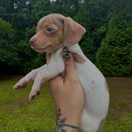 Chip - Fawn (isabella) and cream male Dachshund puppy in Augusta, Georgia from Cherokee Hill Dachshunds