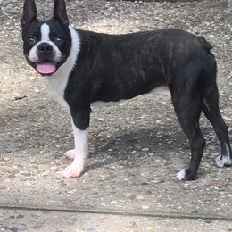 Boston Terriers from Veronica’s Boston’s