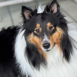 Shetland Sheepdog puppies from Lucky Pups