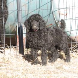 Boy 2 - Black male Poodle puppy in Ryegate, Montana from Big Sky Poodles
