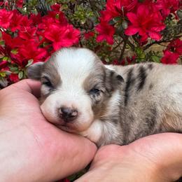 AKC Blizzard (Natural Tail) - Blue merle female Australian Shepherd puppy in Jonesborough, Tennessee from 5AFarms