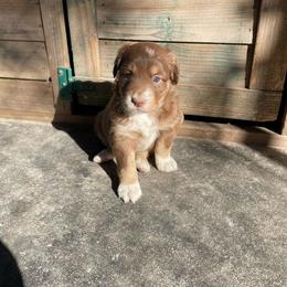 Red Tri (Star) - Red tri female Toy Australian Shepherd puppy in Hillsboro, Illinois from Shoal Creek Puppies