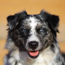 Libra - Australian Shepherd