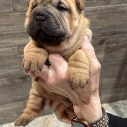Chinese Shar-Pei Puppies from Blackwitch Farms