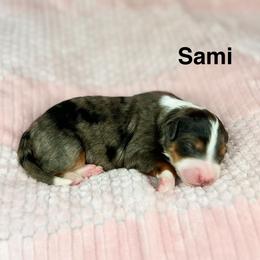 Sami - Blue merle female Bernedoodle puppy in Sugarcreek, Ohio from Cuddly Companion Doodles