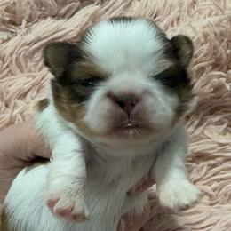 Girl 1 - Liver and white female Shih Tzu puppy in Berkeley Springs, West Virginia from Sandridge Shih Tzus