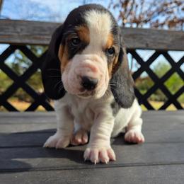 Romy - Black brown and white female Basset Hound puppy in Denison, Texas from Emma Lou's Baby Bassets