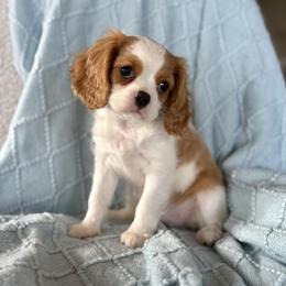 Goldie - Blenheim female Cavalier King Charles Spaniel puppy in Sugarcreek, Ohio from Chocolate Cavalier