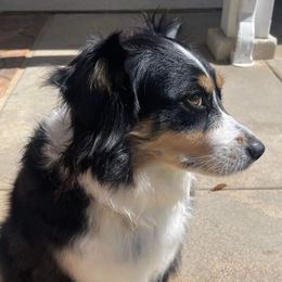 Betty - Miniature Australian Shepherd