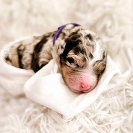 Bernedoodle Puppies from Daisy's Doodles