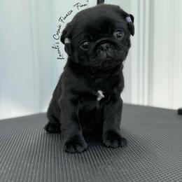 Finn - Black male Pug puppy in Punta Gorda, Florida from Lazuli Pugs