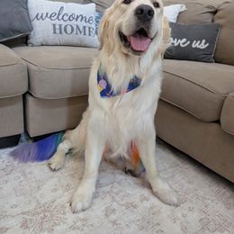 Golden Retriever Puppies from Top Gun Golden Retrievers