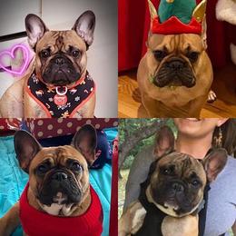 French Bulldog Puppies from Legend French Bulldogs