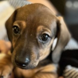 Dachshund Puppies from Angela's Dachshunds