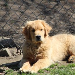 Golden Retriever Puppies from OPK Goldens