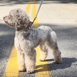 Old English Sheepdogs, Poodles, and Sheepadoodles from Love Tallulah Sheepadoodles LLC