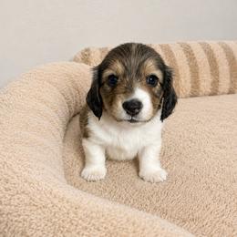 Nathan - Piebald male Dachshund puppy in Gold Canyon, Arizona from Silverking Kennels