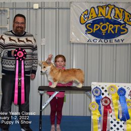 Australian Shepherds, Miniature Australian Shepherds, Pembroke Welsh Corgis, and Toy Australian Shepherds from Tin Roof Aussies