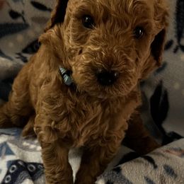 Goldendoodle Puppies from Adorable Lovable Mini Doodles