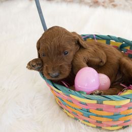 Goldendoodle, Irish Doodle, Labradoodle, and Poodle Puppies from Desert Doodles