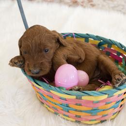 Goldendoodle, Irish Doodle, Labradoodle, and Poodle Puppies from Desert Doodles