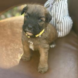 Buttered pecan - Wheaten male Whoodle puppy in Gladewater, Texas from Kalin’s K9s