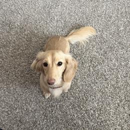 Charlee - Dachshund