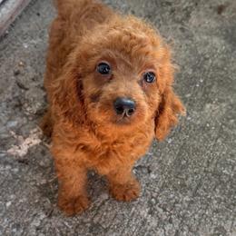Ollie - Apricot male Goldendoodle puppy in Centralia, Missouri from Oodles Of Doodles Mo.