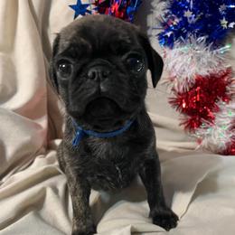 Thor - Fawn male Pug puppy in South Carolina from Nellies Pugs
