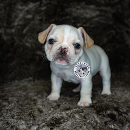 French Bulldog Puppies from Tran's Bullies